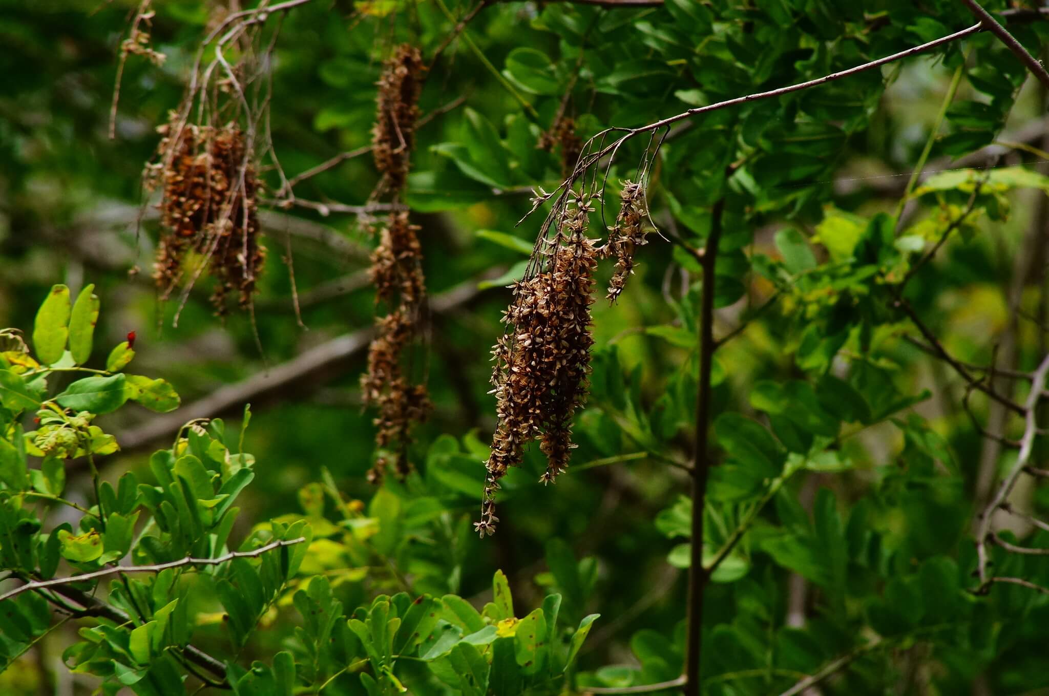 Apoplanesia paniculata